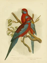 Perico de Pennant o Rosella carmesí, 1891